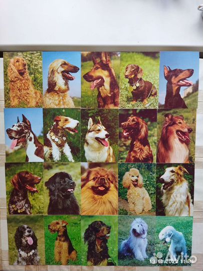 Наборы открыток с породами собак