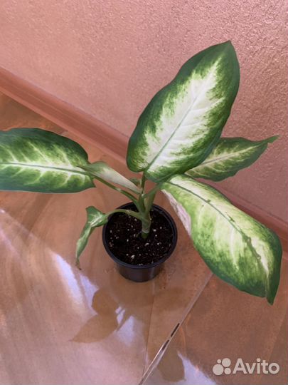 Диффенбахия вариегатная