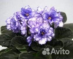 Детки фиалок