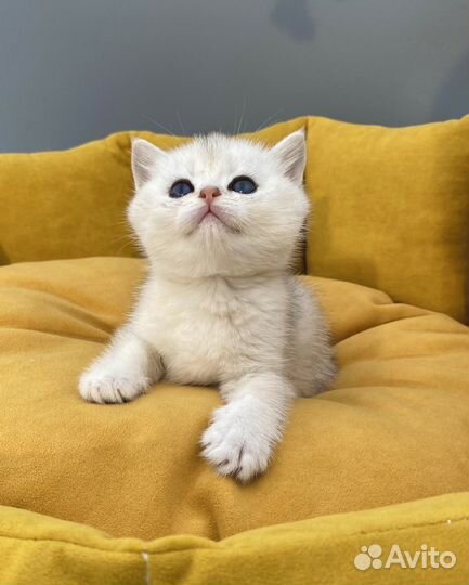 Котёнок - комочек счастья в семью