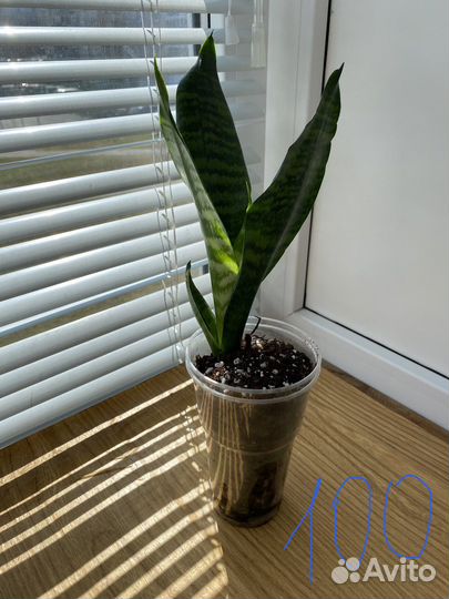 Сансевиерия