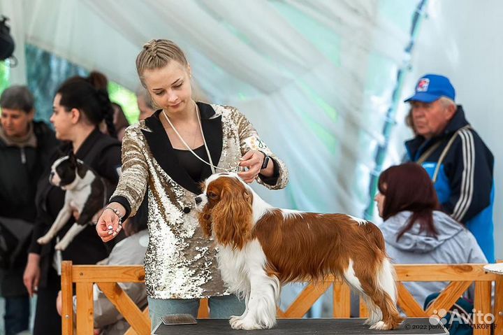 Предлагается К вязке Кавалер Кинг Чарльз Спаниель