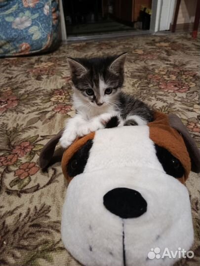 Мальчик- лапочка