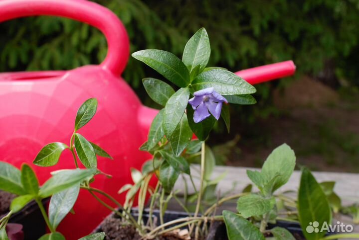 Мята, душица, хосты, дерен, барвинок, медуница