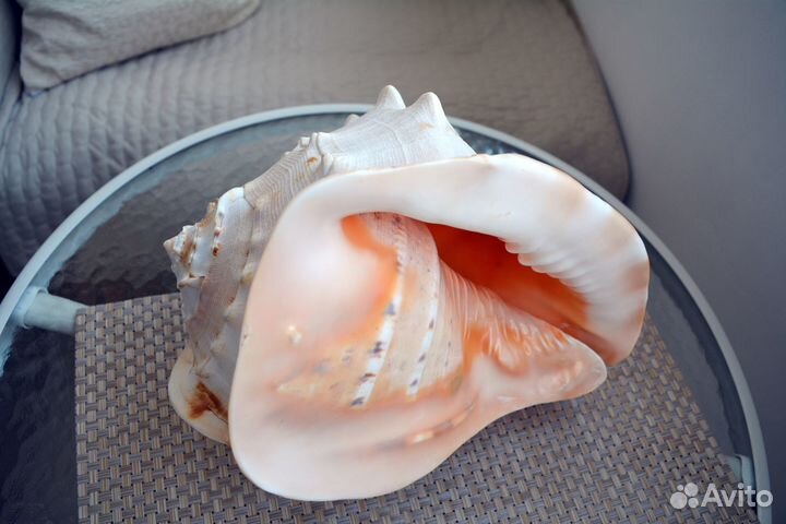 Большая морская раковина касио