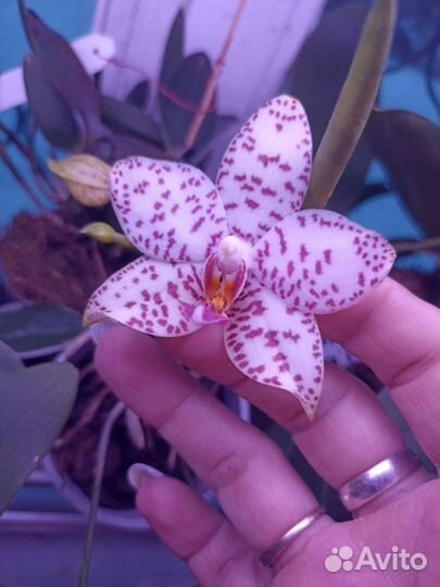 Орхидея Пират Пикоти,Лиодоро