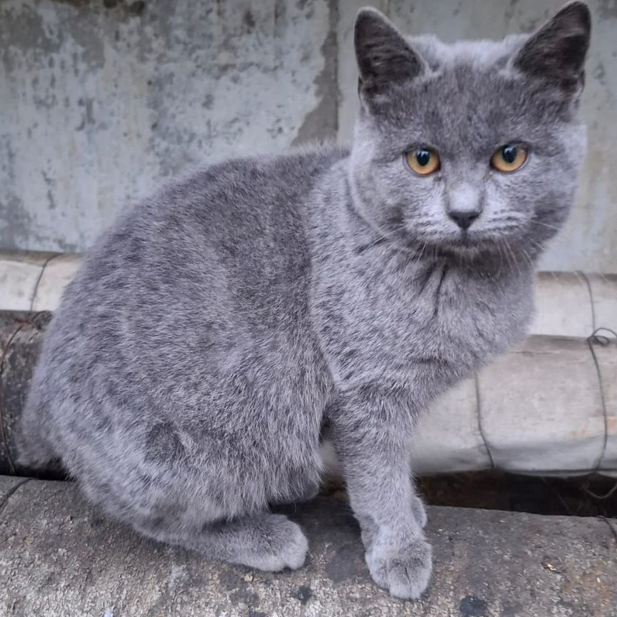 Домашний голубой котёнок живёт на трубе