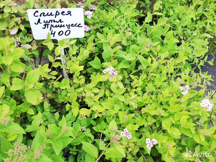 Лапчатка, Спиреи, Скумпия, Кизильник, Боярышник