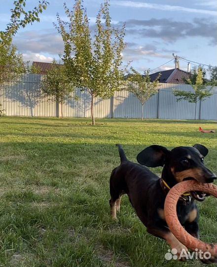 Передержка собак