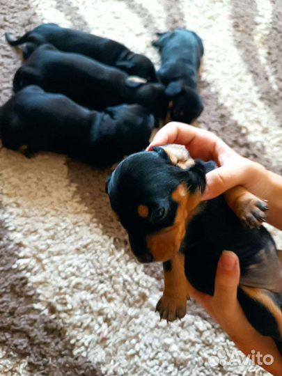 Маленькая собака