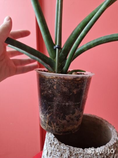 Сансивиерия