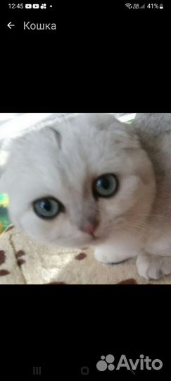 Кошка вислоухая шатландская