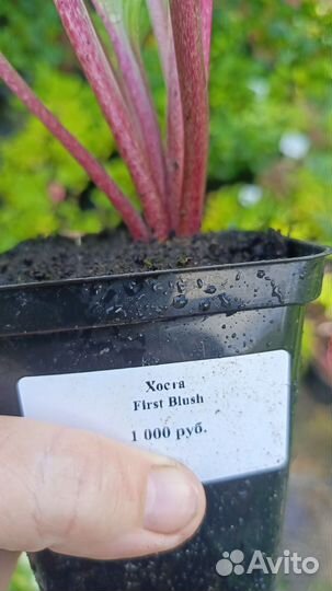 Хосты коллекционные фест блаш, халцион, распбери