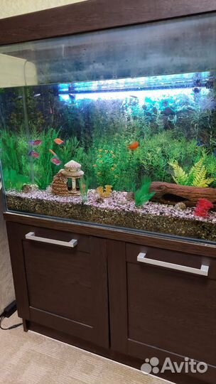 Аквариум