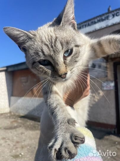 Отдам кота