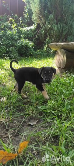 Щенок девочка Грейси в добрые руки