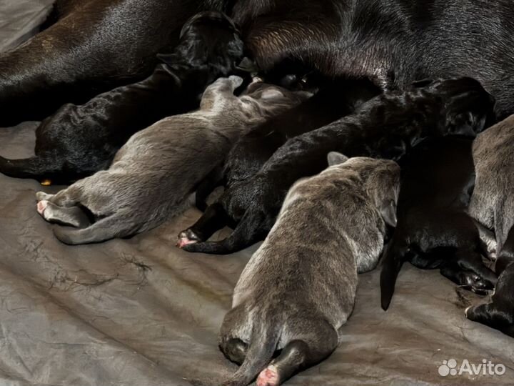 Кане Корсо щенки