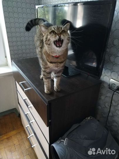 Передержка кошечек и котиков