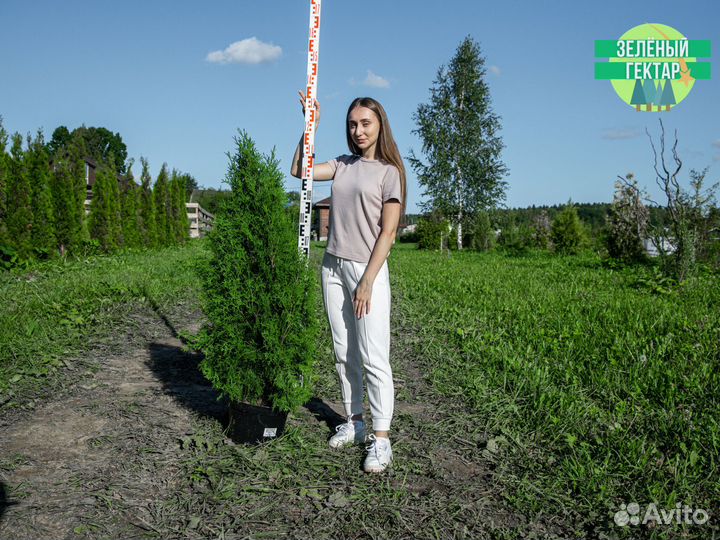 Туя колумна 1,2 м свежая копка 2023