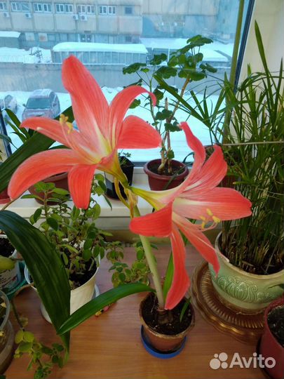 Цветы домашние в горшках