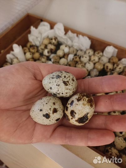 Инкубационное яйцо перепелов Радонежских