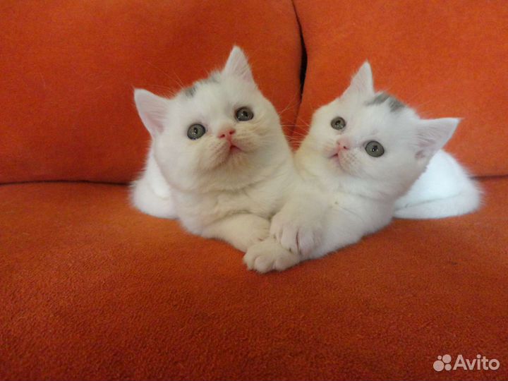 Белоснежные Шотландские Красавчики