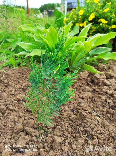 Тимьян (чебрец), Кипарисовик, Гейхера