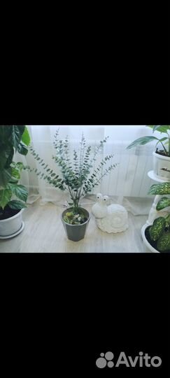 Эвкалипт комнатное растение