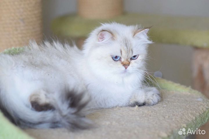 Золотая колорочка