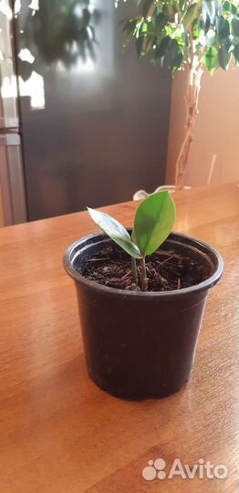 Замиокулькас