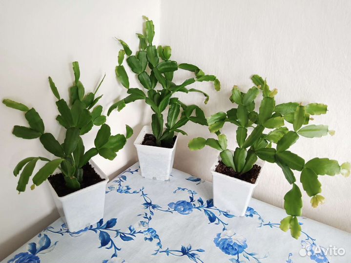 Шлюмбергера (декабрист)