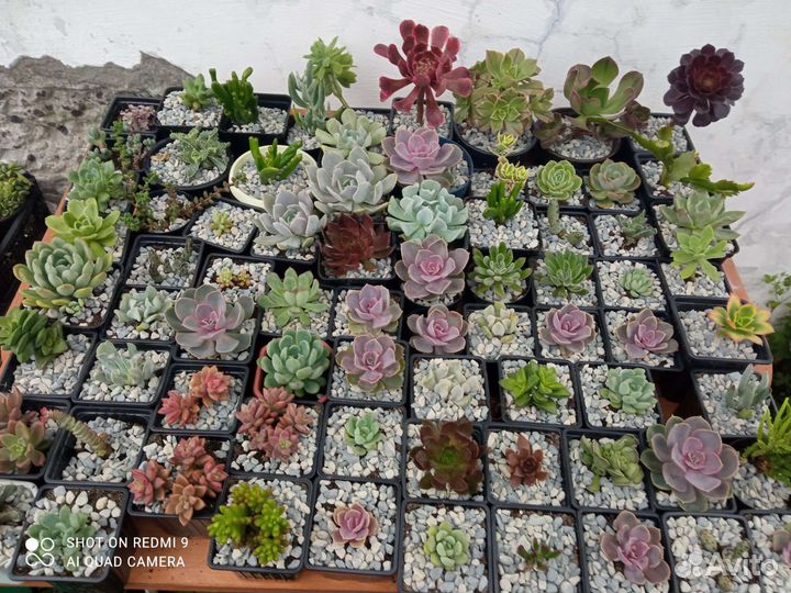 Редкие суккуленты