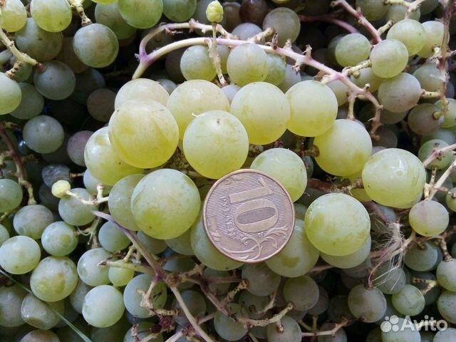 Саженцы, черенки винограда