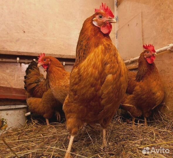 Куры несушки
