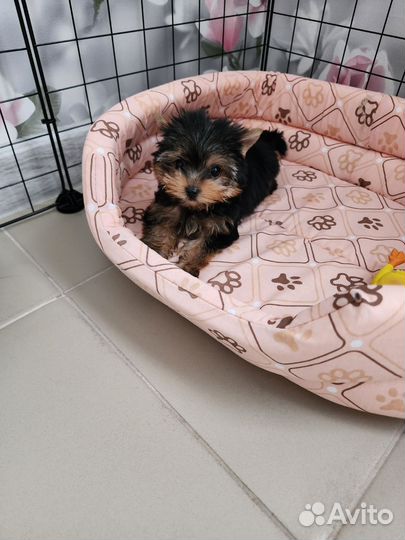 Вольер для щенков в квартиру