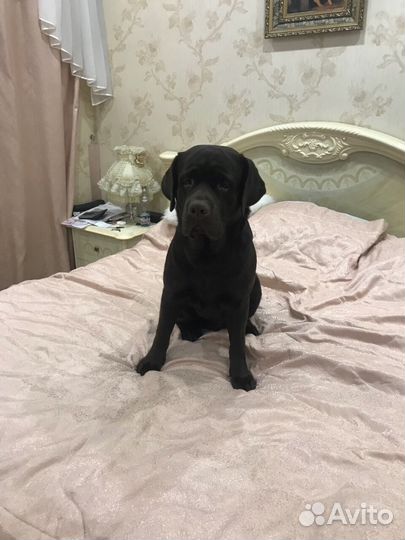 Шикарный кобель для вязки