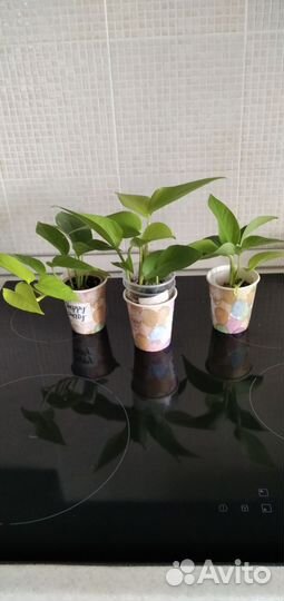 Сциндапсусы эпипремнумы