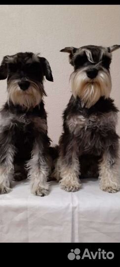 Цвергшнауцер черный с серебром