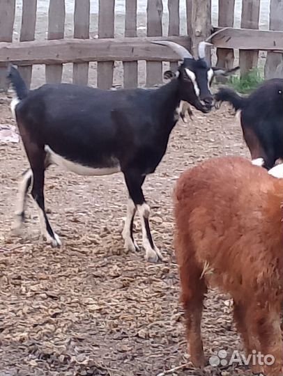 Козы и козлы