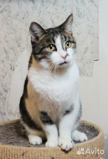 Добрая, контактная кошечка давно ищет дом