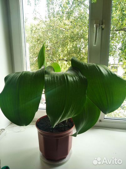 Эухарис амазонская лилия