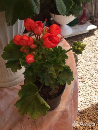 Герань пеларгония