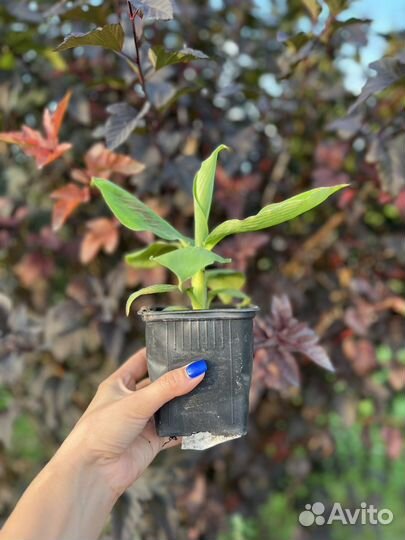 Банан карликовый комнатный