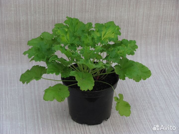 Многолетние садовые растения