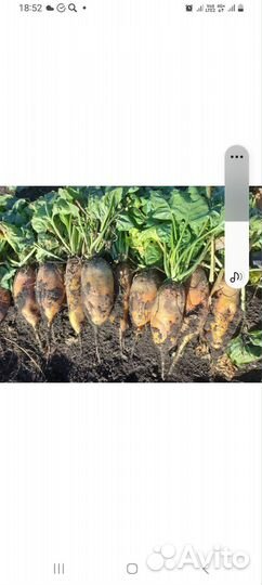 Семена кормовой свеклы