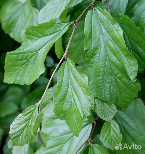 Парротия персидская, семена