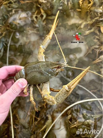 Раки доставка