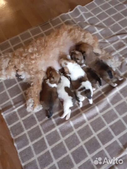 Щенки фокстерьера жесткошерстного