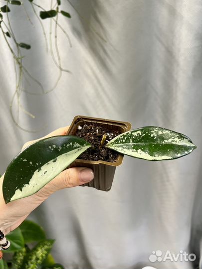 Комнатные растения цветы-хойя