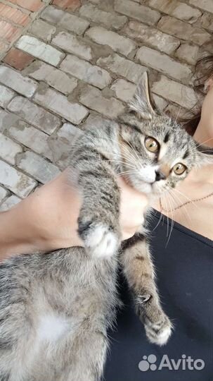Котенок мальчик